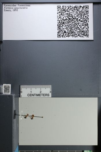 Media type: image;   Entomology 525367